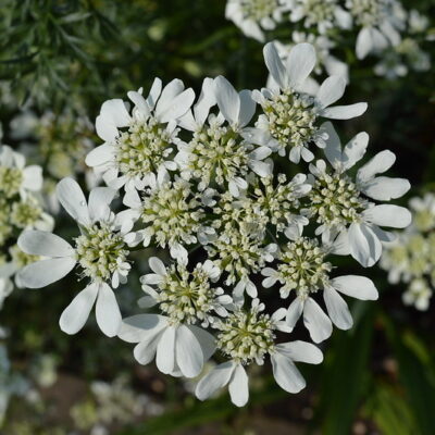ORLAYA grandiflora