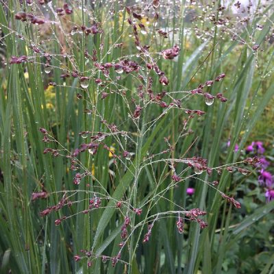 PANICUM virgatum 'Nican'