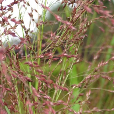 PANICUM virgatum 'Rotstrahlbusch'
