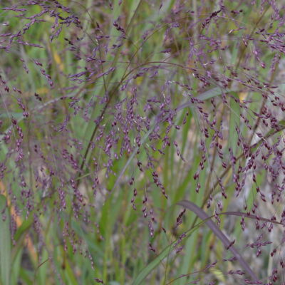 PANICUM virgatum 'Squaw'
