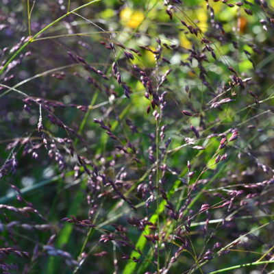 PANICUM virgatum 'Warrior'