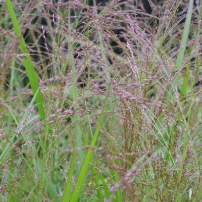 PANICUM virgatum 'Kupferhirse'