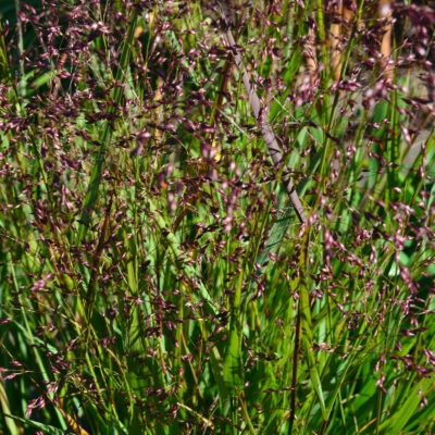 PANICUM virgatum 'Rubrum'