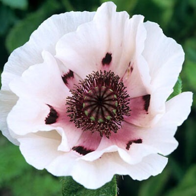 PAPAVER orientale 'Perry's White'
