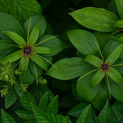PARIS polyphylla