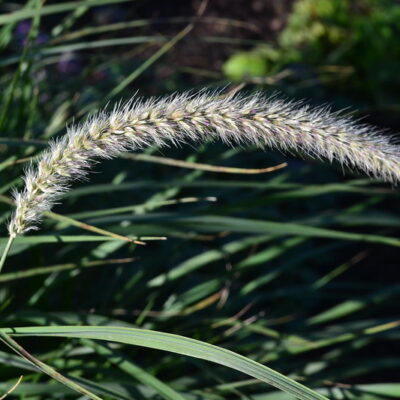 PENNISETUM 'Fairy Tails'