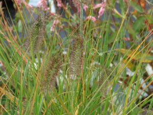 PENNISETUM alopecuroides 'Hameln'
