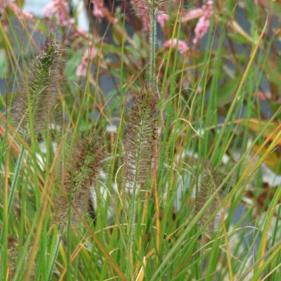 PENNISETUM alopecuroides 'Hameln' (Mail Order)