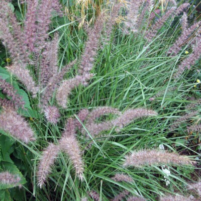 PENNISETUM orientale 'Karley Rose'