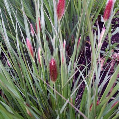 PENNISETUM thunbergii 'Red Buttons'