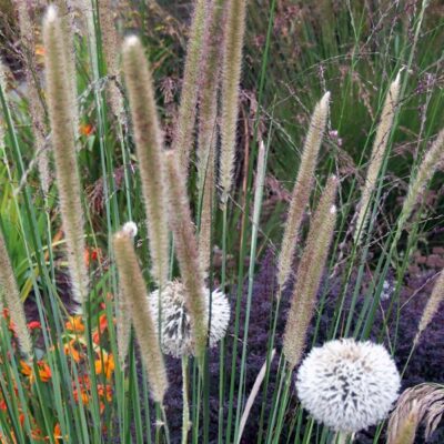 PENNISETUM macrourum