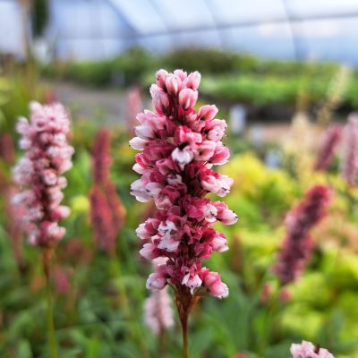 PERSICARIA affinis 'Donald Lowndes'