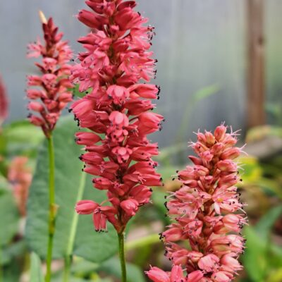 PERSICARIA amplexicaulis 'Orangofield'