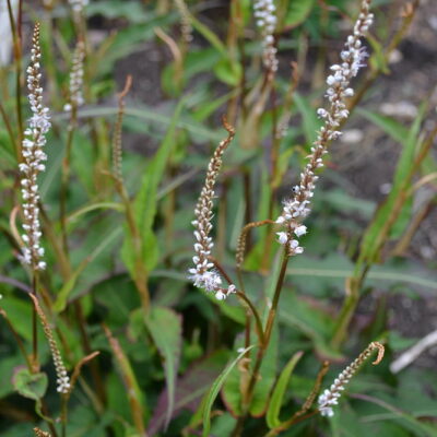 PERSICARIA amplexicaulis 'Alba'