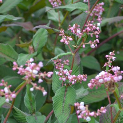 PERSICARIA campanulata