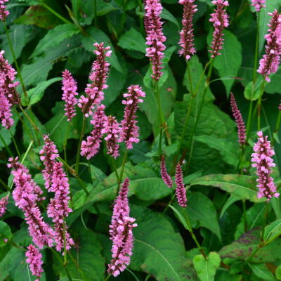 PERSICARIA amplexicaulis 'Ample Pink'
