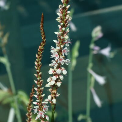 PERSICARIA amplexicaulis 'Avondale Sparkler'