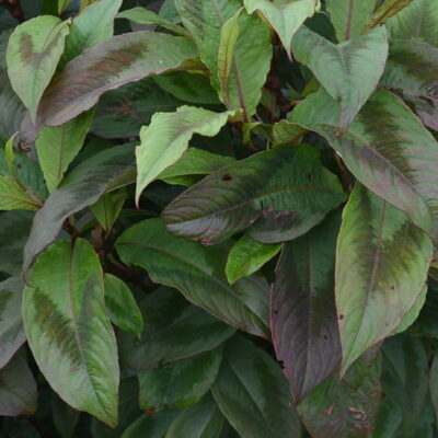 PERSICARIA virginiana var. filiformis 'Compton's Form'