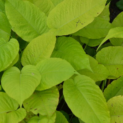 PERSICARIA amplexicaulis 'Cottesbrooke Gold'