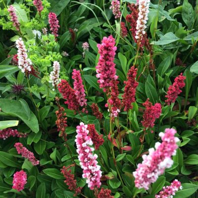 PERSICARIA affinis 'Darjeeling Red' (Mail Order)