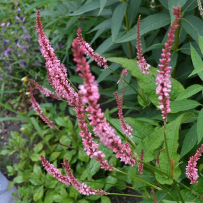 PERSICARIA amplexicaulis 'Fascination'