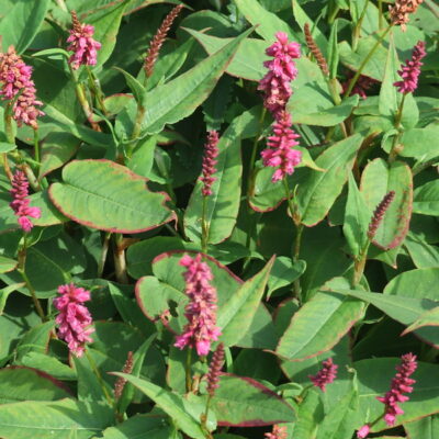 PERSICARIA amplexicaulis 'Inverleith'