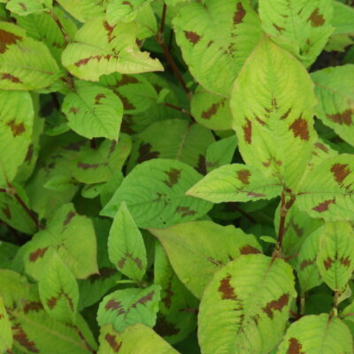 PERSICARIA virginiana var. filiformis 'Lance Corporal'