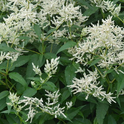 PERSICARIA dshawachischwilii