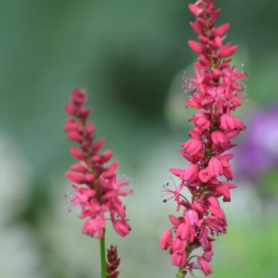 PERSICARIA amplexicaulis 'Firetail'