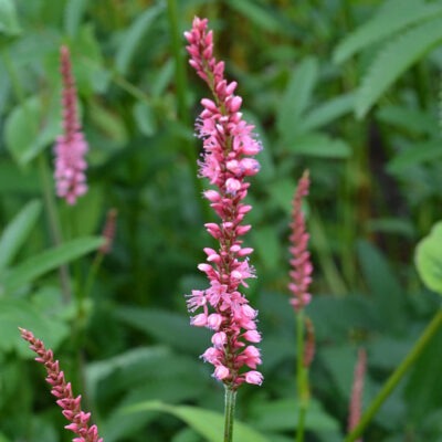 PERSICARIA amplexicaulis 'Rosea'