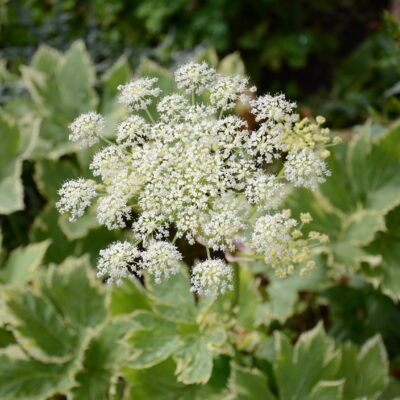 PEUCEDANUM ostruthium 'Daphnis'