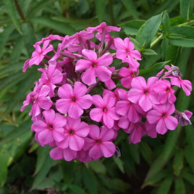 PHLOX paniculata 'Gamlingay Purple'