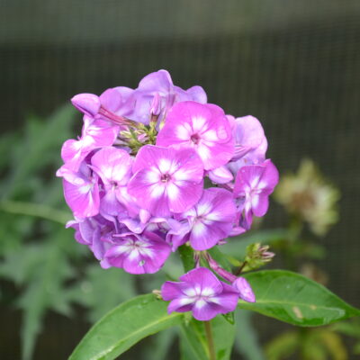 PHLOX paniculata 'Uspekh'