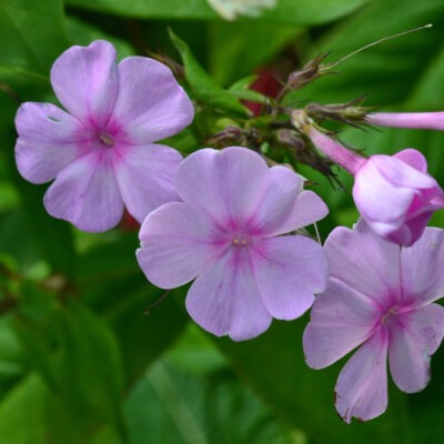 PHLOX paniculata 'Bosvigo Pink'