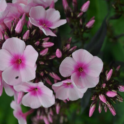 PHLOX paniculata 'Bright Eyes'