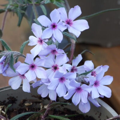 PHLOX divaricata subsp laphamii 'Chattahoochee'