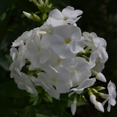 PHLOX paniculata 'Eden's Glory'