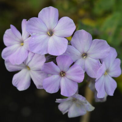 PHLOX paniculata 'Eventide'
