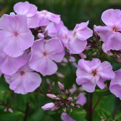 PHLOX paniculata 'Otley Purple'