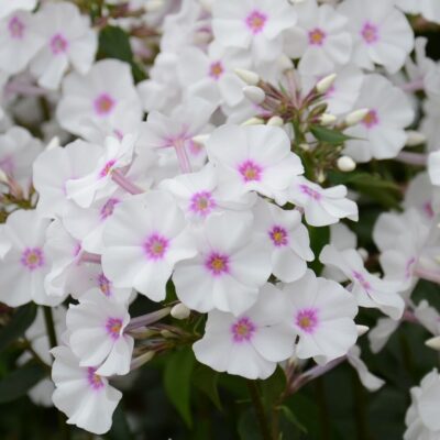 PHLOX maculata 'Reine du Jour'