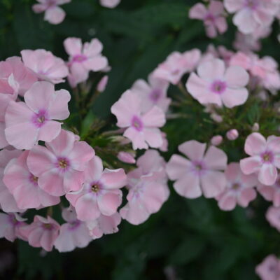 PHLOX paniculata 'Rosa Pastell'