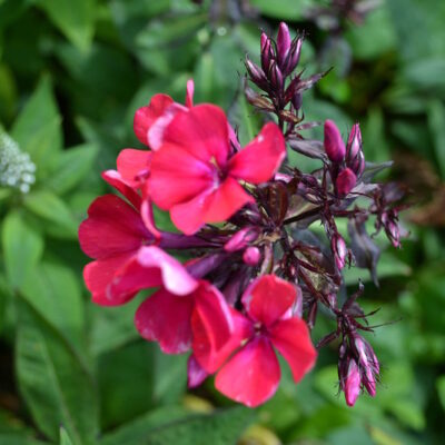 PHLOX paniculata 'Starfire'