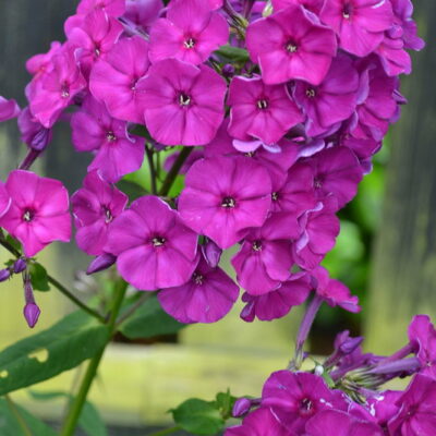 PHLOX paniculata 'Wendy House'