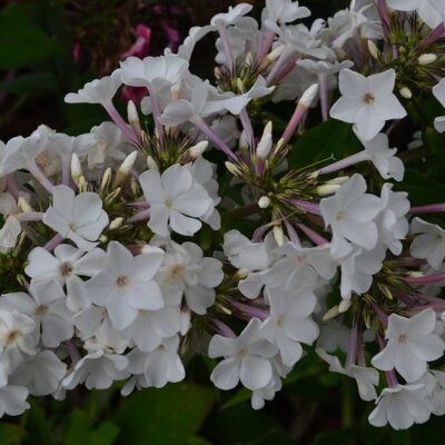 PHLOX paniculata 'White Pepper'