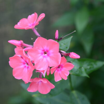 PHLOX paniculata 'Brigadier'