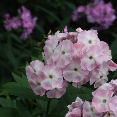 PHLOX paniculata 'Duchess of York'