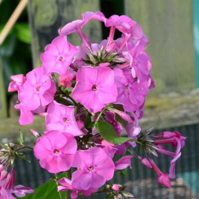 PHLOX paniculata 'Elizabeth Arden'