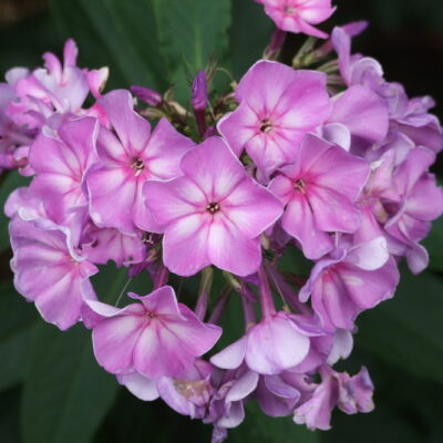 PHLOX paniculata 'Ending Blue'