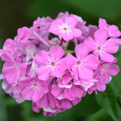 PHLOX paniculata 'Judy'