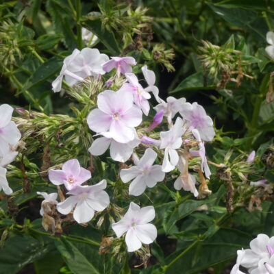 PHLOX paniculata 'Katie'